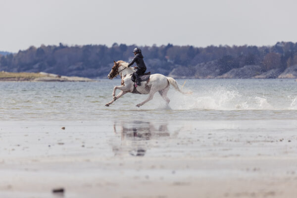 djurfoto på häst som galopperar i vattnet