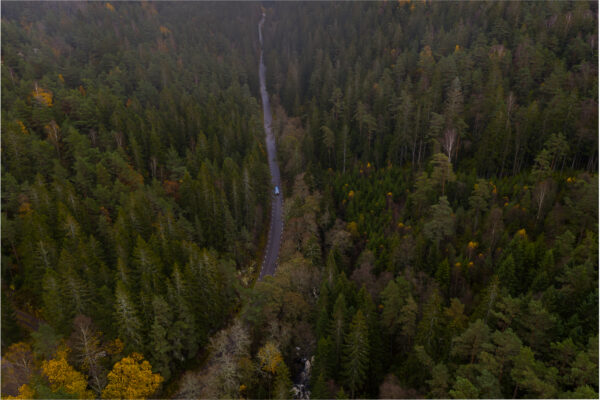 en skogsväg i en tätskog sett ovanifrån