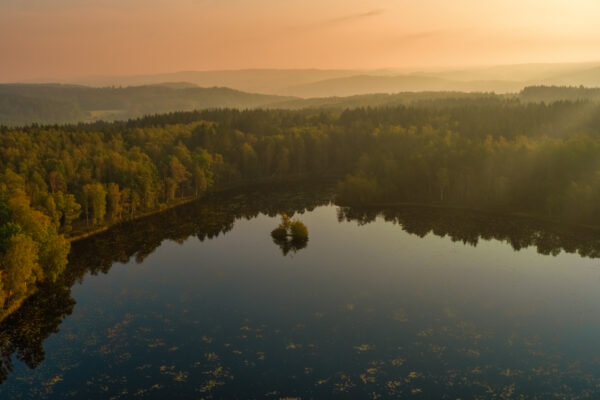 Stilla morgon i skogen vid en sjö