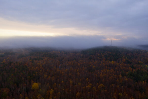 Dimma över skogen